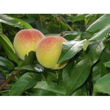 Perzik  (Prunus persica'Champion')