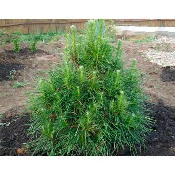 Pinus sylvestris'Xaweri'