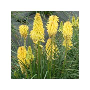 Kniphofia'Poco Citron'