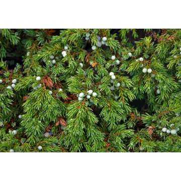 Juniperus siberica