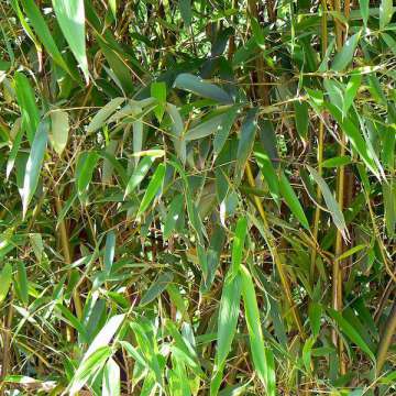 Phyllostachys viridis'Mitis'-Bamboe