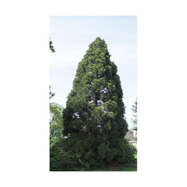 Sequoiadendron giganteum