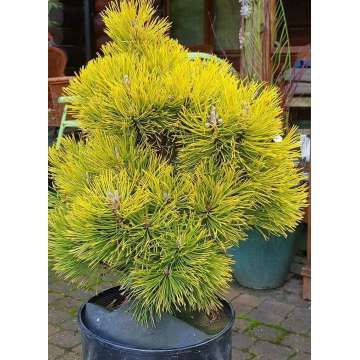 Pinus mugo'Wintersonne'