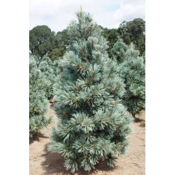 Pinus flexilis'Cessarini Blue'