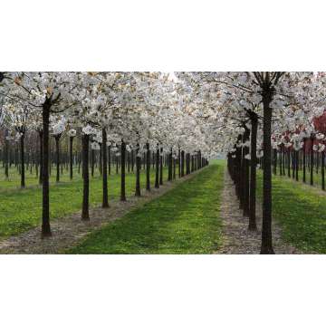 Prunus serrulata'Taihaku'