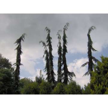 Chamaecyparis lawsoniana'Dik's Weeping'
