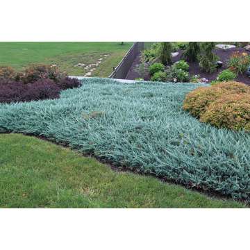 Juniperus horizontalis'Blue Chip'