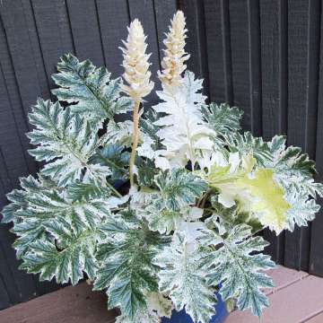 Acanthus'Whitewater'