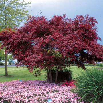Acer palmatum'Red Emperor'