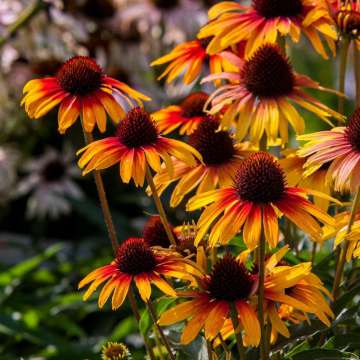 Echinacea'Parrot'
