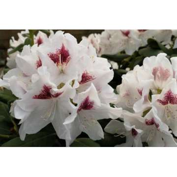 Rhododendron'Schneeauge'