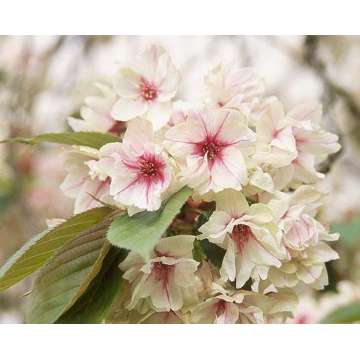 Prunus serrulata'Ukon'