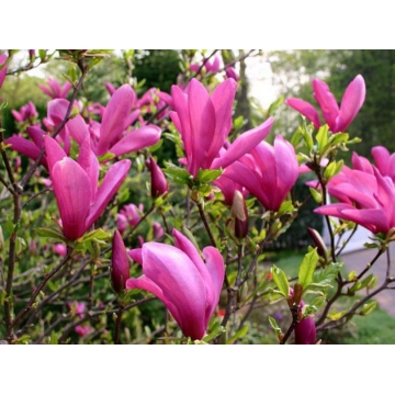 Magnolia'Susan'