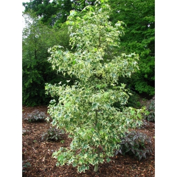 Liquidambar styraciflua'Silver King'