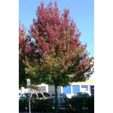 Liquidambar styraciflua'Worplesdon'