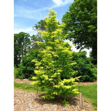Metasequoia glyptostroboides'Ogon'