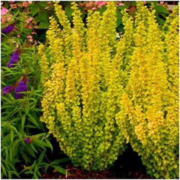 Berberis thunbergii'Maria'