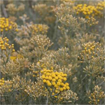 Helichrysum italicum'Dwarf Curry'