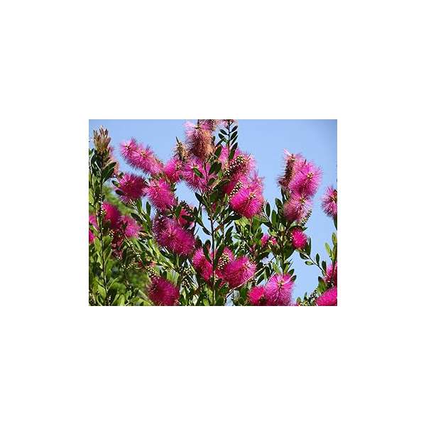 Callistemon viminalis'hot Pink'