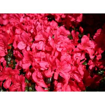 Azalea japonica'Maruschka