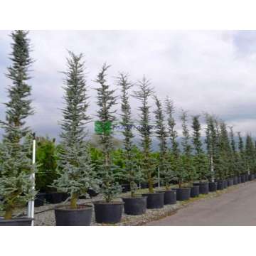 Cedrus libani'Fastigiata'
