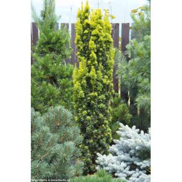 Taxus baccata'Fastigiata Aurea'