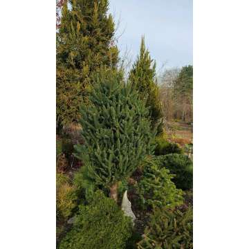 Abies pinsapo'Fastigiata'