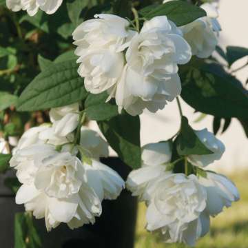Philadelphus'Little White Love'