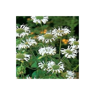 Monarda'Schneewitchen'