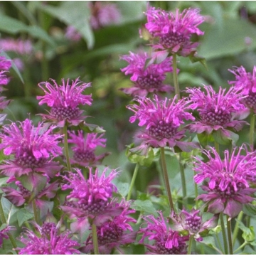 Monarda'Scorpion'