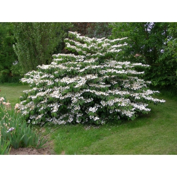 Viburnum plicatum'Mariesii'
