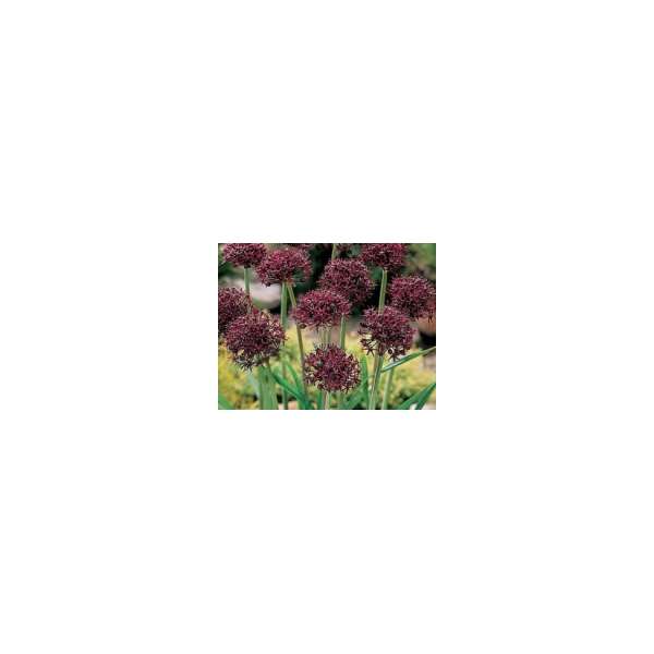 Allium atropurpureum