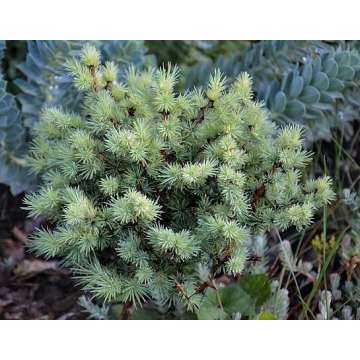 Larix kaempferi'Bohlik'