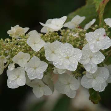 Hydrangea quercifolia'Amethyst'