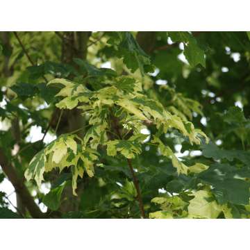Acer platanoides'Drummondii'