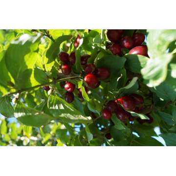 Cornus mas'Kasaniak'