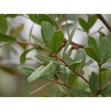 Quercus phillyreoides