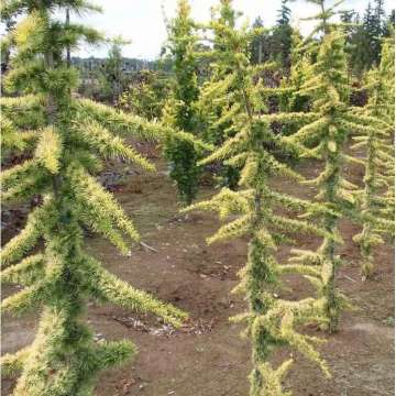 Cedrus libani'Atlantica Aurea'