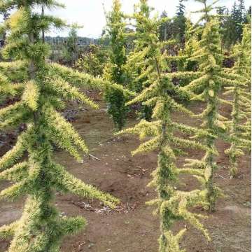 Cedrus libani'Atlantica Aurea'