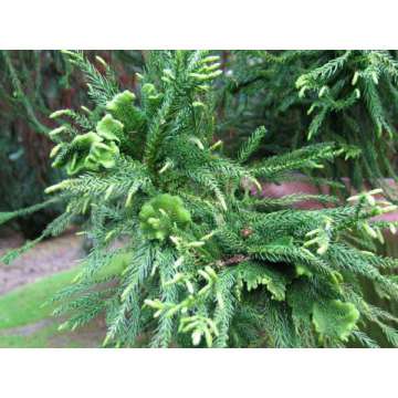 Cryptomeria japonica'Cristata'