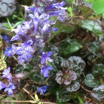 Ajuga pyramidal'Metallica Crispa'