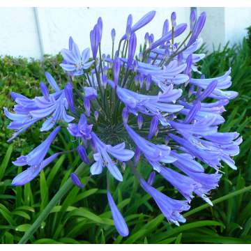 Agapanthus'Early Blue'