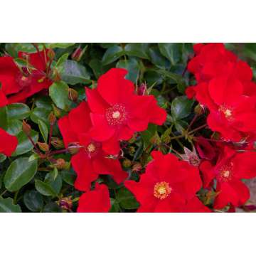 Rosa'Alexander von Humbold'