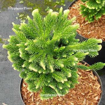 Cryptomeria japonica'Sekkan'