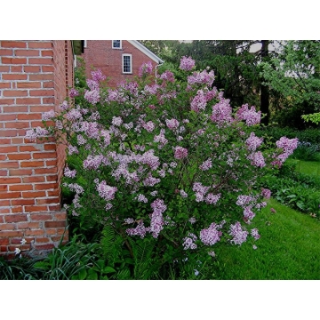 Syringa'Josee'