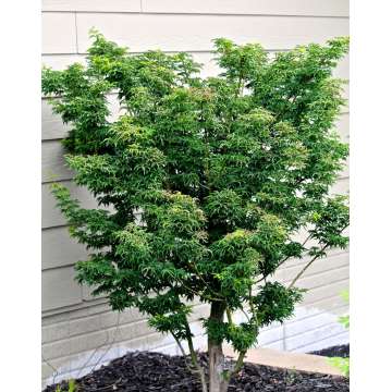 Acer palmatum'Shishihashira'