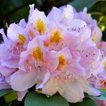 Rhododendron'Genoveva'