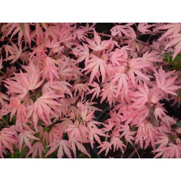 Acer palmatum'Taylor'