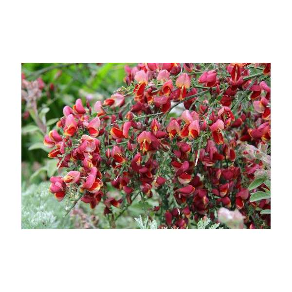Cytisus'Red Wings'
