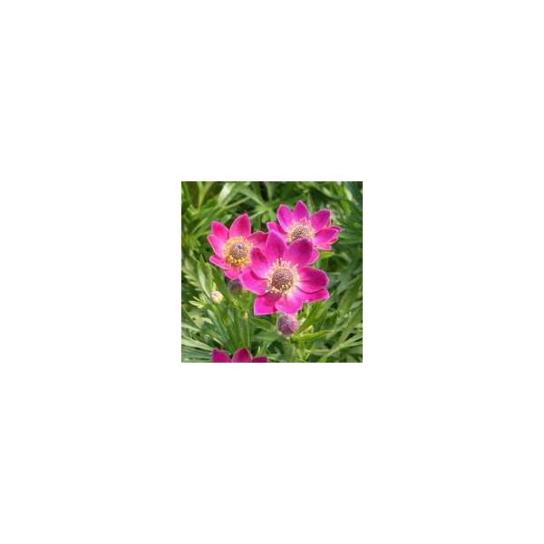 Anemone multifida'Annabelle Deep rose'
